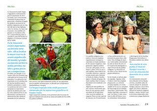 SMi País                                                                                                                                                                                       SMi País

La Amazonía ha dado origen
a legendarios medicamentos
para el tratamiento de diver-
sos males, cuyo conocimiento
trasmitido de generación en
generación, constituye el legado
de sabiduría ancestral de los
pueblos originarios que por dos
mil 300 años la han habitado,
como los Arawac, los Tupi y los
Guaraníes. Esos pueblos ori-
ginarios se vincularon cultu-
ral y comercialmente entre sí
uniendo la costa del Pacífico, el
altiplano y la vertiente oriental
de los Andes.
En la Amazonía
existen importantes
yacimientos mine-
rales. Allí se localiza
la mayor reserva de
                                                                                                            Los pueblos indígenas ama-          se hace preferentemente con         y alucinógenos de las familias
uranio empobrecido                                                                                          zónicos viven en complejas          personas de grupo étnico dife-      Brugmansia (borrachero) y
del mundo y grandes                                                                                         organizaciones, jerárquicas,        rente. Esta estrategia de alian-    Brunfelsia también son utiliza-
                                                                                                            repartidas en linajes patrilinea-   zas e intercambio matrimonial       dos.
yacimientos de hierro,                                                                                      les de carácter exogámico. Anti-    ha sido un factor decisivo en       Para muchos de estos
niobio, petróleo, me-                                                                                       guamente y algunos todavía          la recuperación demográfica y
                                                                                                                                                                                    pueblos el ritual del
                                                                                                            viven así, cada grupo, con sus      supervivencia de los pueblos
tales y gemas precio-                                                                                       linajes o clanes viven en una o     indígenas. La educación de          Yuruparí recuerda y
sas y semipreciosas.                                                                                        más malokas, éstas todavía son      los niños se hace dentro de los     revive los elementos fun-
El niobio, por ejemplo, se en-                                                                              viviendas colectivas y espacios     grupos domésticos.
cuentra entre los minerales más                                                                             rituales donde ejerce dominio                                           damentales de su cosmo-
codiciados por su escasez en la                                                                             el Dueño de Maloca, hombre          En los rituales se utilizan plan-   visión.
naturaleza y su aplicación más                                                                              jaguar o chamán del grupo, lla-     tas sagradas. Algunas como          Los instrumentos musicales
importante es en la producción      Este recurso cuyo aprovechamiento podría ser tan importante             mado también Payé o Curaca,         el tabaco, tiene una compleja       más utilizados son las flautas,
de mezclas metálicas para la        para los pueblos suramericanos, es afectado por la biopiratería         depositario de la tradición y los   preparación y se consume            carrizos, cascabeles, pitos de
industria aeronáutica y naval.      estadounidense y europea.                                               rituales.                           en forma líquida o en resina        caracol, sonajas de concha de
Las potencias del norte se han                                                                              Algunos de estos pueblos tie-       (ambil); de la coca se consumen     tortuga y maracas. Al sur de la
apropiado de importantes
                                    Los bosques tropicales están siendo gravemente                          nen carreras ceremoniales que       las hojas luego de ser tostadas,    región, los Uitoto y Muinane
especies de plantas para usar-      amenazados por las aspiraciones geopolíticas de                         hacen de una persona cantor,        maceradas y pulverizadas. Para      utilizan los tambores maguaré,
las como materia prima en sus       Estados Unidos.                                                         ejecutante de un baile parti-       rituales especiales consumen el     hembra y macho, hechos a par-
laboratorios y promueven la         Según numerosos analistas, en los próximos años la escasez de           cular, tocar los tambores de        yajé. Los Siona y Cofán consu-      tir de troncos ahuecados, para
deforestación para satisfacer       agua en el planeta será una de las causas principales de los conflic-   maguaré, llevar un tipo especial    men la sabia del bejuco yoco,       comunicarse a largas distancias.
demandas de sus industrias.         tos político-militares.                                                 de máscara, etc. El matrimonio      un estimulante. Estimulantes



                                                         Sentidos Diciembre,2012                18                                                                   Sentidos Diciembre,2012                19
 