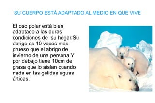 SU CUERPO ESTÁ ADAPTADO AL MEDIO EN QUE VIVE
El oso polar está bien
adaptado a las duras
condiciones de su hogar.Su
abrigo es 10 veces mas
grueso que el abrigo de
invierno de una persona.Y
por debajo tiene 10cm de
grasa que lo aislan cuando
nada en las gélidas aguas
árticas.
 