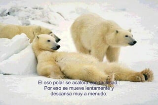 El oso polar se acalora con facilidad :
Por eso se mueve lentamente y
descansa muy a menudo.
 