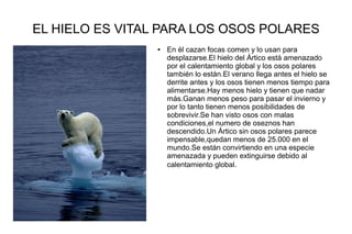 EL HIELO ES VITAL PARA LOS OSOS POLARES
● En él cazan focas comen y lo usan para
desplazarse.El hielo del Ártico está amenazado
por el calentamiento global y los osos polares
también lo están.El verano llega antes el hielo se
derrite antes y los osos tienen menos tiempo para
alimentarse.Hay menos hielo y tienen que nadar
más.Ganan menos peso para pasar el invierno y
por lo tanto tienen menos posibilidades de
sobrevivir.Se han visto osos con malas
condiciones,el numero de oseznos han
descendido.Un Ártico sin osos polares parece
impensable,quedan menos de 25.000 en el
mundo.Se están convirtiendo en una especie
amenazada y pueden extinguirse debido al
calentamiento global.
 