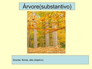 Grande, florida, alta.(Adjetivo) Árvore(substantivo) 