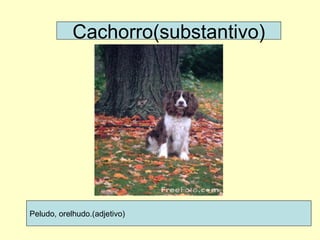 Cachorro(substantivo) Peludo, orelhudo.(adjetivo) 