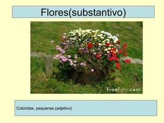 Flores(substantivo) Coloridas, pequenas.(adjetivo) 