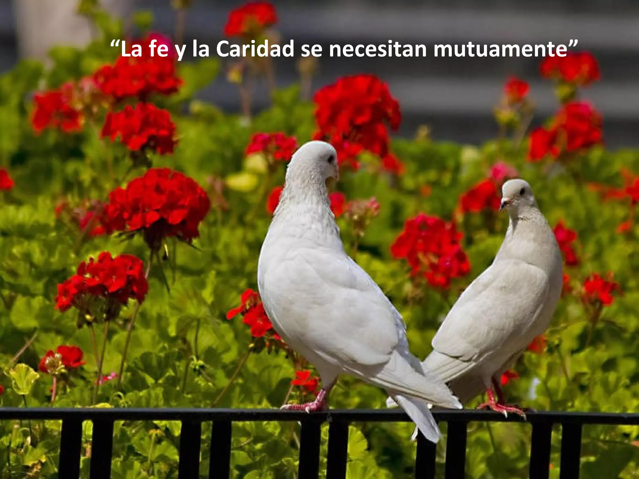 “La fe y la Caridad se necesitan mutuamente”
 