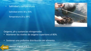 • Salinidad y temperatura
Salinidad entre 30 y 35%
Temperatura 25 y 29°C
Oxígeno, ph y sustancias nitrogenadas
• Mantener los niveles de oxígeno superiores al 80%.
• Sostener una uniforme distribución del alimento.
• Ph menor o igual a 8.7.MENÚ
 