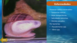 Enfermedades
Provocan daños irreversibles:
• Sustancias tóxicas.
• Bajas temperaturas.
• Salinidades extremas.
• Metales pesados.
Por bacterias:
• Pseudomonas spp.
• Vibrio spp.
MENÚ
 