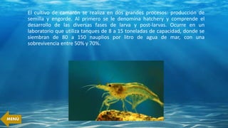 El cultivo de camarón se realiza en dos grandes procesos: producción de
semilla y engorde. Al primero se le denomina hatchery y comprende el
desarrollo de las diversas fases de larva y post-larvas. Ocurre en un
laboratorio que utiliza tanques de 8 a 15 toneladas de capacidad, donde se
siembran de 80 a 150 nauplios por litro de agua de mar, con una
sobrevivencia entre 50% y 70%.
MENÚ
 