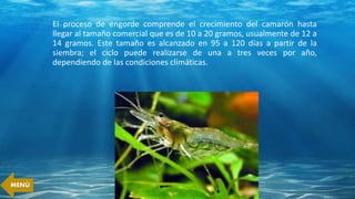 El proceso de engorde comprende el crecimiento del camarón hasta
llegar al tamaño comercial que es de 10 a 20 gramos, usualmente de 12 a
14 gramos. Este tamaño es alcanzado en 95 a 120 días a partir de la
siembra; el ciclo puede realizarse de una a tres veces por año,
dependiendo de las condiciones climáticas.
MENÚ
 
