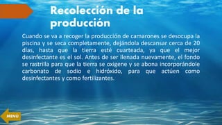 Recolección de la
producción
Cuando se va a recoger la producción de camarones se desocupa la
piscina y se seca completamente, dejándola descansar cerca de 20
días, hasta que la tierra esté cuarteada, ya que el mejor
desinfectante es el sol. Antes de ser llenada nuevamente, el fondo
se rastrilla para que la tierra se oxigene y se abona incorporándole
carbonato de sodio e hidróxido, para que actúen como
desinfectantes y como fertilizantes.
MENÚ
 