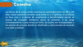 Cosecha
Las fincas de la costa caribe cosechan en promedio entre los 98 y 120
días, hasta cuando el camarón pese entre 12 y 17 gramos. El producto
se lleva vivo a la planta de preproceso o beneficiadero donde se
separa de cualquier elemento ajeno al camarón, y se carga
inmediatamente a unas tinas con hielo, las cuales son transportadas a
las plantas de proceso donde es clasificado y seleccionado de acuerdo
a su talla y calidad.
MENÚ
 