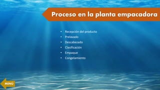Proceso en la planta empacadora
• Recepción del producto
• Prelavado
• Descabezado
• Clasificación
• Empaque
• Congelamiento
MENÚ
 
