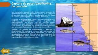 Captura de peces para harina
de pescado
Son capturados usando redes de pesca con tamaños de
malla especificados por gobiernos (nunca usan una pipa
de succión). Las redes a veces son vaciadas por las pipas
de succión y descargadas en la bodega del buque.
El área y la temporada de captura son determinadas por
controles gubernamentales para asegurar el
mantenimiento de cuotas. Muchos buques llevan
rastreadores que permiten rastreamiento vía satélite.
Esto asiste a autoridades del gobierno para comprobar
que la pesca se hace dentro de las áreas convenidas.
Además, los barcos se comprueban a menudo al
desembarcar. Se supervisa su retén para comprobar el
tipo y el tamaño de los peces capturados, el área y la
temporada de captura. Generalmente se utiliza agua de
mar refrigerada para enfriar a los pescados y para
mantenerlos frescos, evitando daño.
MENÚ
 