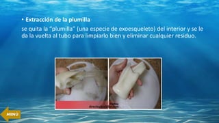 • Extracción de la plumilla
se quita la “plumilla” (una especie de exoesqueleto) del interior y se le
da la vuelta al tubo para limpiarlo bien y eliminar cualquier residuo.
MENÚ
 