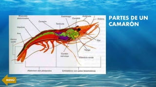 PARTES DE UN
CAMARÓN
MENÚ
 