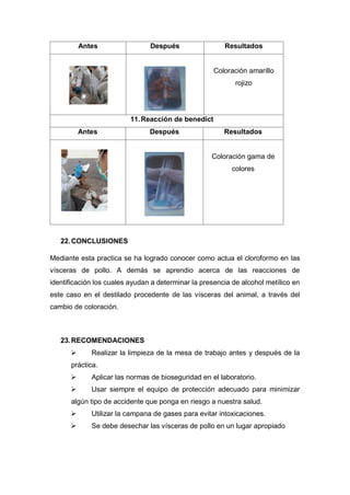 Antes Después Resultados
Coloración amarillo
rojizo
11.Reacción de benedict
Antes Después Resultados
Coloración gama de
colores
22.CONCLUSIONES
Mediante esta practica se ha logrado conocer como actua el cloroformo en las
vísceras de pollo. A demás se aprendio acerca de las reacciones de
identificación los cuales ayudan a determinar la presencia de alcohol metílico en
este caso en el destilado procedente de las vísceras del animal, a través del
cambio de coloración.
23.RECOMENDACIONES
 Realizar la limpieza de la mesa de trabajo antes y después de la
práctica.
 Aplicar las normas de bioseguridad en el laboratorio.
 Usar siempre el equipo de protección adecuado para minimizar
algún tipo de accidente que ponga en riesgo a nuestra salud.
 Utilizar la campana de gases para evitar intoxicaciones.
 Se debe desechar las vísceras de pollo en un lugar apropiado
 