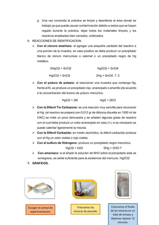 g. Una vez concluida la práctica se limpia y desinfecta el área donde se
trabajó ya que puede causar contaminación debido a restos que se hayan
regado durante la práctica, dejar todos los materiales limpios y los
reactivos empleados bien cerrados, ordenados.
6. REACCIONES DE IDENTIFICACION.
 Con el cloruro estañoso: al agregar una pequeña cantidad del reactivo a
una porción de la muestra, en caso positivo se debe producir un precipitado
blanco de cloruro mercurioso o calomel o un precipitado negro de Hg
metálico.
2HgCl2 + SnCl2 Hg2Cl2 + SnCl4
Hg2Cl2 + SnCl2 2Hg + SnCl4 7. 2
 Con el yoduro de potasio: al reaccionar una muestra que contenga Hg,
frente al Ki, se produce un precipitado rojo, anaranjado o amarillo (de acuerdo
a la concentración del toxico) de yoduro mercúrico.
HgCl2 + 2IK HgI2 + 2KCl
 Con la Difenil Tio Carbazona: es una reacción muy sencilla para reconocer
el Hg: (el reactivo se prepara con 0,012 gr de ditizona disuelta en 1000 ml de
Cl4C) se mide un poco demuestra y se añaden algunas gotas de reactivo
con el cual debe producir un color anaranjado en caso (+), si es necesario se
puede calentar ligeramente la mezcla.
 Con la Difenil Carbazida: en medio alcohólico, la difenil carbazida produce
con el Hg un color violeta o rojo violeta.
 Con el sulfuro de Hidrogeno: produce un precipitado negro mercúrico.
HgCl2 + H2S SHg + 2HCl 7
 Con amoniaco: si al añadir la solución de NH3 sobre el precipitado este se
ennegrece, es señal suficiente para la existencia del mercurio. Hg2Cl2
7. GRAFICOS.
Escoger el animal de
experimentación
Trituramos las
vísceras de pescado
Colocamos el fluido
de las vísceras en un
tubo de ensayo y
dejamos reposar 15
minutos.
 