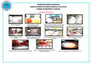 UNIVERSIDAD TÉCNICA DE MACHALA
UNIDAD ACADÉMICA DE CIENCIAS QUÍMICAS Y DE LA SALUD
CARRERA DE BIOQUÍMICA Y FARMACIA
ANÁLISIS MICROBIOLÓGICO
Figure 1 Incubadora. Figure 2 Medios de cultivos
preparados refrigerados.
Figure 3 Se coloca los medios de cultivo en la
estufa para que se disuelvan por temperatura. Figure 4 Platos petri estériles.
Figure 5 Medios de cultivos
disueltos.
Figure 6 Incubadora con medios
dispensados en placas petri.
Figure 7 Inoculando medios de cultivos con las
muestras.
Figure 8 Inoculación con técnica
Zigzag.
Figure 9 Medios inoculados listos para la incubación.
Figure 10 Observación a simple vista de posible
crecimiento bacteriano. Figure 11 Observación con el contador de colonias.
 