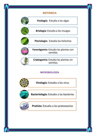 Ficología: Estudia a las algas
Briología: Estudia a los musgos
Pteriologia: Estudia los helechos
Fanerógamia: Estudia las plantas con
semillas
Criptogamia: Estudia las plantas sin
semillas
BOTÁNICA
MICROBIOLOGÍA
Virología: Estudia a los virus
Bacteriología: Estudia a las bacterias
Protista: Estudia a los protozoarios
 