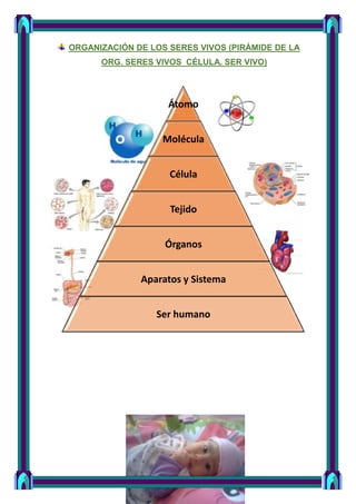 ORGANIZACIÓN DE LOS SERES VIVOS (PIRÁMIDE DE LA
ORG. SERES VIVOS CÉLULA. SER VIVO)
Átomo
Molécula
Célula
Tejido
Órganos
Aparatos y Sistema
Ser humano
 