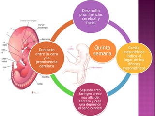 Quinta
semana
Desarrollo
prominencias
cerebral y
facial
Cresta
mesonéfrica
indica el
lugar de los
riñones
mesonéfricos
Segundo arco
faríngeo crece
mas allá del
tercero y crea
una depresión
el seno cervical
Contacto
entre la cara
y la
prominencia
cardiaca
 