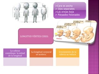 La cabeza
constituye la mitad
de la longitud
La longitud corporal
se acelera .
Crecimiento de la
cabeza se reduce
LONGITUD VÉRTEX COXIS:
Cara es ancha
 Ojos separados
Las orejas baja
 Párpados fisionados
 