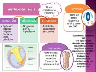 9
MESODERMO
• Epiblasto
interno
migran
hacia la
línea
primitiva
ENDODERMO
• Originado
por el
hipoblasto
ECTODERMO
• Epiblasto
superficial
(externo)
Disco
embrionario
trilaminar
NOTOCORDA
Forma de
batón
Esqueleto
axial y parte
del SNC.
TUBO NEURAL
Parte craneal
formará el
encéfalo
Y caudal la
médula espinal
Ectodermo: Epidermis
SNC
SNP ojos y oídos
Mesodermo: músculos
esqueléticos células
sanguíneas aparatos
reproductor, excretor y
cardiovascular
Endodermo:
revestimientos
epiteliales de la vías
alimenticias y
respiratorias
 