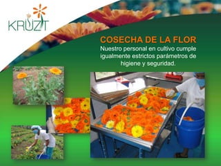 Muy utilizada en las farmacopeas botánicas de Alemania, Francia, España e Inglaterra.