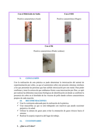 9. CONCLUSIÓN
Con la realización de esta práctica se pudo determinar la intoxicación del animal de
experimentación por cobre, ya que al suministrar cobre este presento síntomas similares
a los que presentan las personas que han sufrido intoxicación por este metal. Para poder
confirmar y tener la certeza de que estábamos frente a una intoxicación por Zinc, se optó
por realizar las diferentes reacciones biológicas de identificación en donde se confirmó la
presencia de cobre en el destilado de las vísceras de pollo dando colores característicos
propios de cada reacción.
10. RECOMENDACIONES
 Usar la vestimenta adecuada para la realización de la práctica.
 Usar mascarillas ya que se está trabajando con reactivos que puede ocasionar
perjuicio a la salud.
 Utilizar la cámara de gases para evitar la emanación de gases tóxicos hacia el
entorno.
 Realizar la asepsia respectiva del lugar de trabajo.
11. CUESTIONARIO
1. ¿Qué es el Cobre?
Con el Hidróxido de Sodio
Positivo característico (Azul)
Con el SH2
Positivo característico (Negro)
Con el IK
Positivo característico (Pardo verdoso)
 