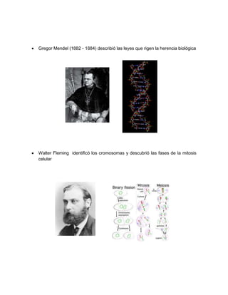 Gregor Mendel (1882 - 1884) describió las leyes que rigen la herencia biológica
Walter Fleming identificó los cromosomas y descubrió las fases de la mitosis
celular
 