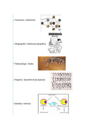 Taxonomía.- clasificación
Biogeografía.- distribución geográfica
Paleontología.- fósiles
Filogenia.- desarrollo de las especies
Genética.- herencia
 