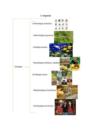 2.- Especial:
-Entomología (insectos)
-Helmintología (gusanos)
-Ictiología (peces)
-Herpetología (anfibios y reptiles)
Zoología:
-Ornitología (aves)
-Mastozoología (mamíferos)
-Antropología (humanos)
 
