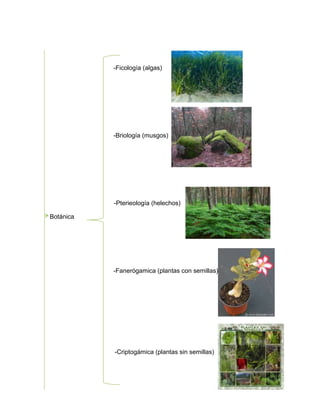 -Ficología (algas)
-Briología (musgos)
-Pterieología (helechos)
Botánica
-Fanerógamica (plantas con semillas)
-Criptogámica (plantas sin semillas)
 