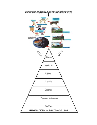 NIVELES DE ORGANIZACIÓN DE LOS SERES VIVOS
Átomos
Molécula
Célula
Tejidos
Órganos
Aparatos y sistemas
Ser Vivo
INTRODUCCION A LA BIOLOGIA CELULAR
 