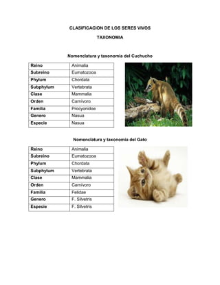 CLASIFICACION DE LOS SERES VIVOS
TAXONOMIA
Nomenclatura y taxonomía del Cuchucho
Nomenclatura y taxonomía del Gato
Reino Animalia
Subreino Eumatozooa
Phylum Chordata
Subphylum Vertebrata
Clase Mammalia
Orden Carnívoro
Familia Procyonidoe
Genero Nasua
Especie Nasua
Reino Animalia
Subreino Eumatozooa
Phylum Chordata
Subphylum Vertebrata
Clase Mammalia
Orden Carnívoro
Familia Felidae
Genero F. Silvetris
Especie F. Silvetris
 