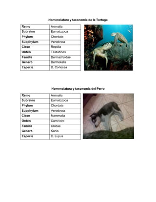 Nomenclatura y taxonomía de la Tortuga
Nomenclatura y taxonomía del Perro
Reino Animalia
Subreino Eumatozooa
Phylum Chordata
Subphylum Vertebrata
Clase Reptilia
Orden Testudines
Familia Dermachyidae
Genero Dermokelis
Especie D. Corlocea
Reino Animalia
Subreino Eumatozooa
Phylum Chordata
Subphylum Vertebrata
Clase Mammalia
Orden Carnívoro
Familia Cnidae
Genero Kanis
Especie C. Lupus
 