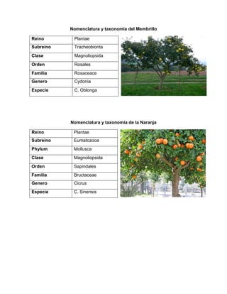 Nomenclatura y taxonomía del Membrillo
Nomenclatura y taxonomía de la Naranja
Reino Plantae
Subreino Tracheobionta
Clase Magnoliopsida
Orden Rosales
Familia Rosaceace
Genero Cydonia
Especie C. Oblonga
Reino Plantae
Subreino Eumatozooa
Phylum Mollusca
Clase Magnoliopsida
Orden Sapindales
Familia Bructaceae
Genero Cicrus
Especie C. Sinensis
 