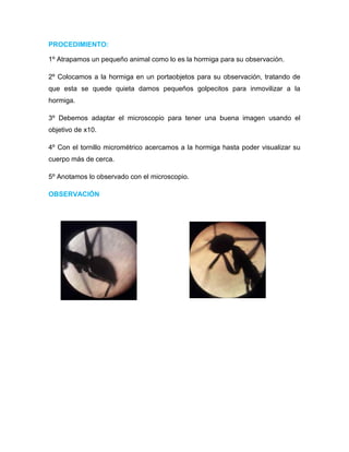 PROCEDIMIENTO:
1º Atrapamos un pequeño animal como lo es la hormiga para su observación.
2º Colocamos a la hormiga en un portaobjetos para su observación, tratando de
que esta se quede quieta damos pequeños golpecitos para inmovilizar a la
hormiga.
3º Debemos adaptar el microscopio para tener una buena imagen usando el
objetivo de x10.
4º Con el tornillo micrométrico acercamos a la hormiga hasta poder visualizar su
cuerpo más de cerca.
5º Anotamos lo observado con el microscopio.
OBSERVACIÓN
 