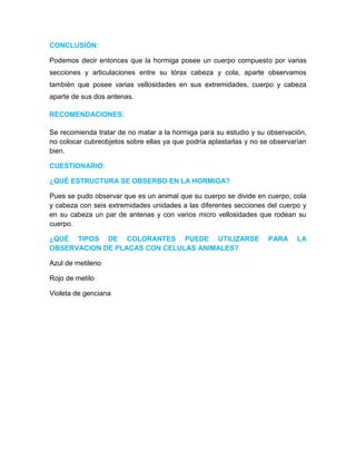 CONCLUSIÓN:
Podemos decir entonces que la hormiga posee un cuerpo compuesto por varias
secciones y articulaciones entre su tórax cabeza y cola, aparte observamos
también que posee varias vellosidades en sus extremidades, cuerpo y cabeza
aparte de sus dos antenas.
RECOMENDACIONES:
Se recomienda tratar de no matar a la hormiga para su estudio y su observación,
no colocar cubreobjetos sobre ellas ya que podría aplastarlas y no se observarían
bien.
CUESTIONARIO:
¿QUÉ ESTRUCTURA SE OBSERBO EN LA HORMIGA?
Pues se pudo observar que es un animal que su cuerpo se divide en cuerpo, cola
y cabeza con seis extremidades unidades a las diferentes secciones del cuerpo y
en su cabeza un par de antenas y con varios micro vellosidades que rodean su
cuerpo.
¿QUÉ TIPOS DE COLORANTES PUEDE UTILIZARSE PARA LA
OBSERVACION DE PLACAS CON CELULAS ANIMALES?
Azul de metileno
Rojo de metilo
Violeta de genciana
 