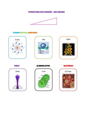 ESTRUCTURA MÁS PEQUEÑA - MÁS GRANDE
ATOMOMOLECULAPROTEINA
VIRUS CLOROPLASTOS BACTERIAS
0.1mn 1mn 10nm
24nm 3 um 0.5-5um
 