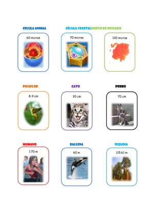CELULA ANIMAL célula vegetalHUEVO DE PESCADO
PICAFLOR GATO PERRO
Humano BALLENA SEQUOIA
60 micras 70 micras 130 micras
8-9 cm 30 cm 70 cm
1.70 m 60 m 115.61 m
 