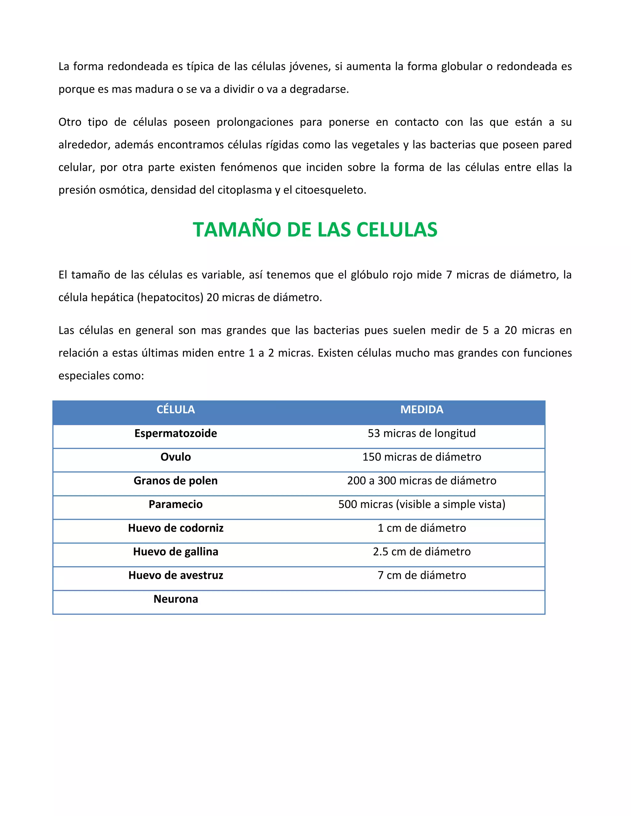 La forma redondeada es típica de las células jóvenes, si aumenta la forma globular o redondeada es
porque es mas madura o se va a dividir o va a degradarse.
Otro tipo de células poseen prolongaciones para ponerse en contacto con las que están a su
alrededor, además encontramos células rígidas como las vegetales y las bacterias que poseen pared
celular, por otra parte existen fenómenos que inciden sobre la forma de las células entre ellas la
presión osmótica, densidad del citoplasma y el citoesqueleto.
TAMAÑO DE LAS CELULAS
El tamaño de las células es variable, así tenemos que el glóbulo rojo mide 7 micras de diámetro, la
célula hepática (hepatocitos) 20 micras de diámetro.
Las células en general son mas grandes que las bacterias pues suelen medir de 5 a 20 micras en
relación a estas últimas miden entre 1 a 2 micras. Existen células mucho mas grandes con funciones
especiales como:
CÉLULA MEDIDA
Espermatozoide 53 micras de longitud
Ovulo 150 micras de diámetro
Granos de polen 200 a 300 micras de diámetro
Paramecio 500 micras (visible a simple vista)
Huevo de codorniz 1 cm de diámetro
Huevo de gallina 2.5 cm de diámetro
Huevo de avestruz 7 cm de diámetro
Neurona
 