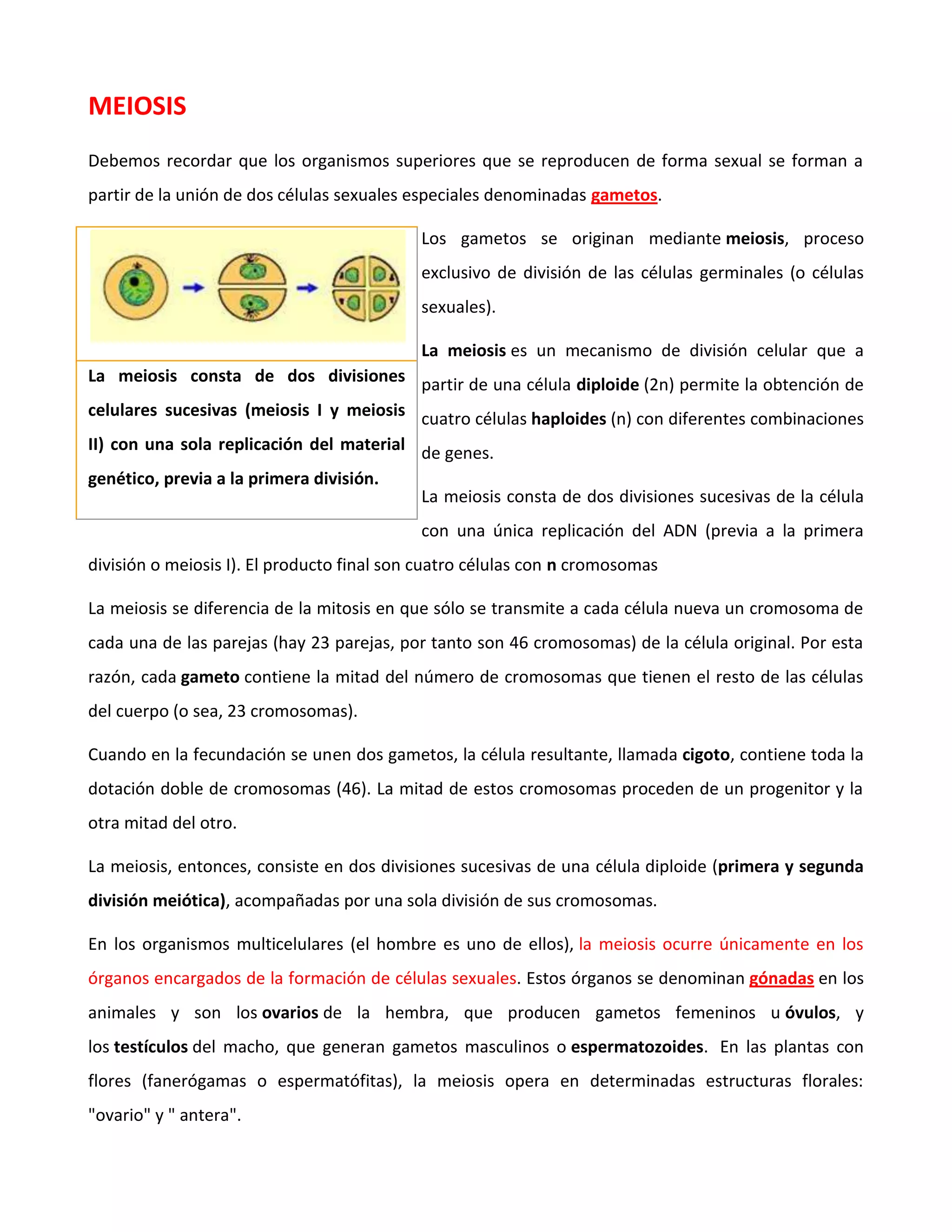 MEIOSIS
Debemos recordar que los organismos superiores que se reproducen de forma sexual se forman a
partir de la unión de dos células sexuales especiales denominadas gametos.
Los gametos se originan mediante meiosis, proceso
exclusivo de división de las células germinales (o células
sexuales).
La meiosis es un mecanismo de división celular que a
partir de una célula diploide (2n) permite la obtención de
cuatro células haploides (n) con diferentes combinaciones
de genes.
La meiosis consta de dos divisiones sucesivas de la célula
con una única replicación del ADN (previa a la primera
división o meiosis I). El producto final son cuatro células con n cromosomas
La meiosis se diferencia de la mitosis en que sólo se transmite a cada célula nueva un cromosoma de
cada una de las parejas (hay 23 parejas, por tanto son 46 cromosomas) de la célula original. Por esta
razón, cada gameto contiene la mitad del número de cromosomas que tienen el resto de las células
del cuerpo (o sea, 23 cromosomas).
Cuando en la fecundación se unen dos gametos, la célula resultante, llamada cigoto, contiene toda la
dotación doble de cromosomas (46). La mitad de estos cromosomas proceden de un progenitor y la
otra mitad del otro.
La meiosis, entonces, consiste en dos divisiones sucesivas de una célula diploide (primera y segunda
división meiótica), acompañadas por una sola división de sus cromosomas.
En los organismos multicelulares (el hombre es uno de ellos), la meiosis ocurre únicamente en los
órganos encargados de la formación de células sexuales. Estos órganos se denominan gónadas en los
animales y son los ovarios de la hembra, que producen gametos femeninos u óvulos, y
los testículos del macho, que generan gametos masculinos o espermatozoides. En las plantas con
flores (fanerógamas o espermatófitas), la meiosis opera en determinadas estructuras florales:
"ovario" y " antera".
La meiosis consta de dos divisiones
celulares sucesivas (meiosis I y meiosis
II) con una sola replicación del material
genético, previa a la primera división.
 