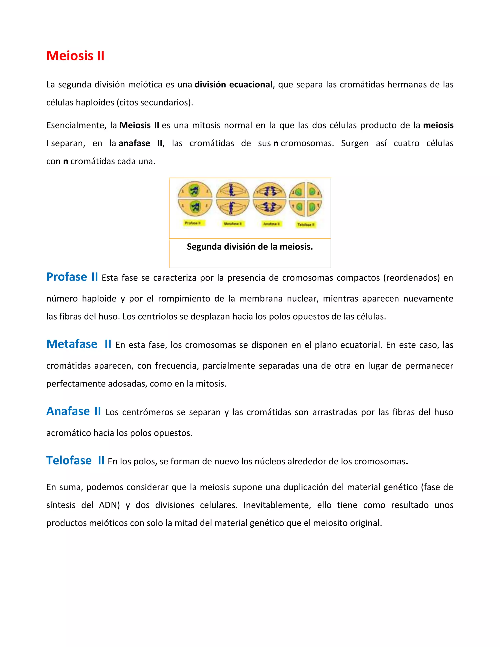 Meiosis II
La segunda división meiótica es una división ecuacional, que separa las cromátidas hermanas de las
células haploides (citos secundarios).
Esencialmente, la Meiosis II es una mitosis normal en la que las dos células producto de la meiosis
I separan, en la anafase II, las cromátidas de sus n cromosomas. Surgen así cuatro células
con n cromátidas cada una.
Segunda división de la meiosis.
Profase II Esta fase se caracteriza por la presencia de cromosomas compactos (reordenados) en
número haploide y por el rompimiento de la membrana nuclear, mientras aparecen nuevamente
las fibras del huso. Los centriolos se desplazan hacia los polos opuestos de las células.
Metafase II En esta fase, los cromosomas se disponen en el plano ecuatorial. En este caso, las
cromátidas aparecen, con frecuencia, parcialmente separadas una de otra en lugar de permanecer
perfectamente adosadas, como en la mitosis.
Anafase II Los centrómeros se separan y las cromátidas son arrastradas por las fibras del huso
acromático hacia los polos opuestos.
Telofase II En los polos, se forman de nuevo los núcleos alrededor de los cromosomas.
En suma, podemos considerar que la meiosis supone una duplicación del material genético (fase de
síntesis del ADN) y dos divisiones celulares. Inevitablemente, ello tiene como resultado unos
productos meióticos con solo la mitad del material genético que el meiosito original.
 