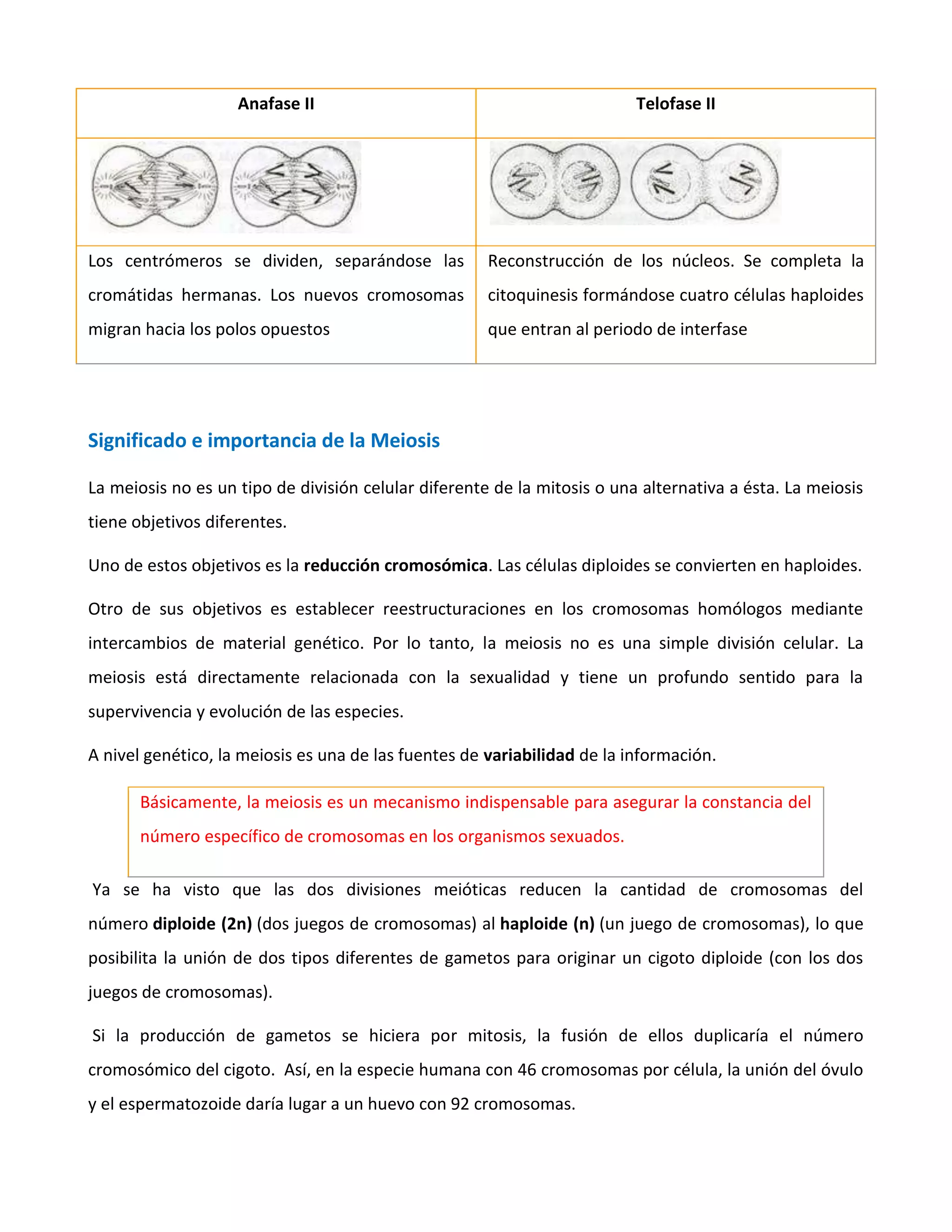 Anafase II Telofase II
Los centrómeros se dividen, separándose las
cromátidas hermanas. Los nuevos cromosomas
migran hacia los polos opuestos
Reconstrucción de los núcleos. Se completa la
citoquinesis formándose cuatro células haploides
que entran al periodo de interfase
Significado e importancia de la Meiosis
La meiosis no es un tipo de división celular diferente de la mitosis o una alternativa a ésta. La meiosis
tiene objetivos diferentes.
Uno de estos objetivos es la reducción cromosómica. Las células diploides se convierten en haploides.
Otro de sus objetivos es establecer reestructuraciones en los cromosomas homólogos mediante
intercambios de material genético. Por lo tanto, la meiosis no es una simple división celular. La
meiosis está directamente relacionada con la sexualidad y tiene un profundo sentido para la
supervivencia y evolución de las especies.
A nivel genético, la meiosis es una de las fuentes de variabilidad de la información.
Básicamente, la meiosis es un mecanismo indispensable para asegurar la constancia del
número específico de cromosomas en los organismos sexuados.
Ya se ha visto que las dos divisiones meióticas reducen la cantidad de cromosomas del
número diploide (2n) (dos juegos de cromosomas) al haploide (n) (un juego de cromosomas), lo que
posibilita la unión de dos tipos diferentes de gametos para originar un cigoto diploide (con los dos
juegos de cromosomas).
Si la producción de gametos se hiciera por mitosis, la fusión de ellos duplicaría el número
cromosómico del cigoto. Así, en la especie humana con 46 cromosomas por célula, la unión del óvulo
y el espermatozoide daría lugar a un huevo con 92 cromosomas.
 