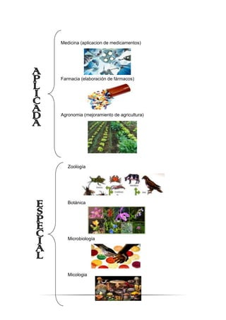 13
Medicina (aplicacion de medicamentos)
Farmacia (elaboración de fármacos)
Agronomia (mejoramiento de agricultura)
Zoología
Botánica
Microbiología
Micologia
 