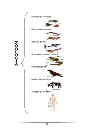15
Entomología (insectos)
Helmintología (gusanos)
Ictiología (peces)
Herpetología (anfibios, reptiles)
Ornitología (aves)
Mastologia (mamífero)
Antropología (hombre)
 