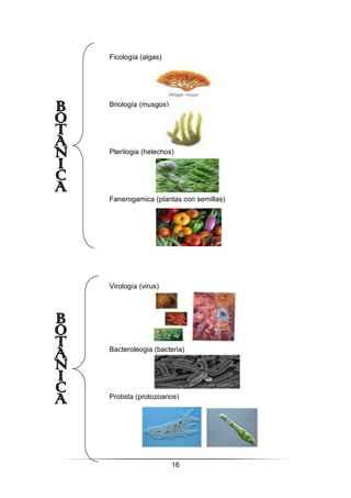 16
Ficología (algas)
Briología (musgos)
Pterilogia (helechos)
Fanerogamica (plantas con semillas)
Virología (virus)
Bacteroleogia (bacteria)
Protista (protozoarios)
 