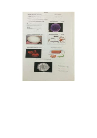 Portafolio de bioologia