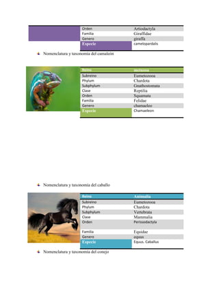 Orden Artiodactyla
Familia Giraffidae
Genero giraffa
Especie camelopardalis
Nomenclatura y taxonomía del camaleón
Reino metazoa
Subreino Eumetozooa
Phylum Chardota
Subphylum Gnathostomata
Clase Reptilia
Orden Squamata
Familia Felidae
Genero chamaeleo
Especie Chamaeleon
Nomenclatura y taxonomía del caballo
Reino Animalia
Subreino Eumetozooa
Phylum Chardota
Subphylum Vertebrata
Clase Mammalia
Orden Perissodactyla
Familia Equidae
Genero equus
Especie Equus. Caballus
Nomenclatura y taxonomía del conejo
 
