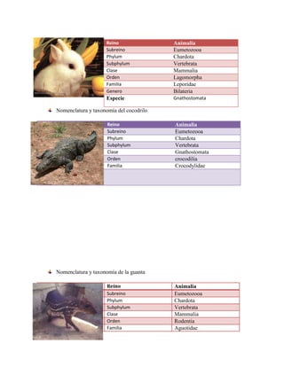 Reino Animalia
Subreino Eumetozooa
Phylum Chardota
Subphylum Vertebrata
Clase Mammalia
Orden Lagomorpha
Familia Leporidae
Genero Bilateria
Especie Gnathostomata
Nomenclatura y taxonomía del cocodrilo
Reino Animalia
Subreino Eumetozooa
Phylum Chardota
Subphylum Vertebrata
Clase Gnathostomata
Orden crocodilia
Familia Crocodylidae
Nomenclatura y taxonomía de la guanta
Reino Animalia
Subreino Eumetozooa
Phylum Chardota
Subphylum Vertebrata
Clase Mammalia
Orden Rodentia
Familia Aguotidae
 